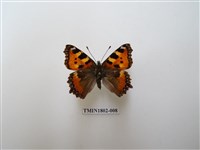 藏品(蕁麻蛺蝶)的圖片